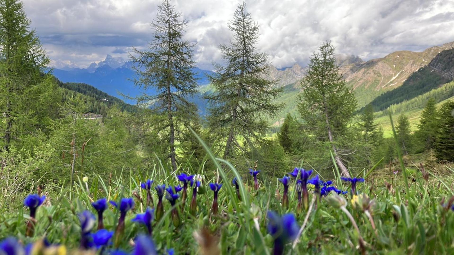Hotel Garni Salvanel Cavalese Bagian luar foto